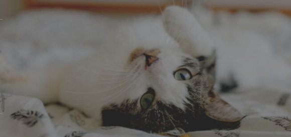 Praktyczne informacje dla opiekunów i miłośników kotów: Dzień Kota w Trójmieście