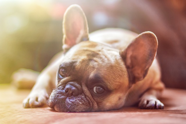 Karma dla psa alergika – znajdź odpowiednią dietę dla swojego pupila!